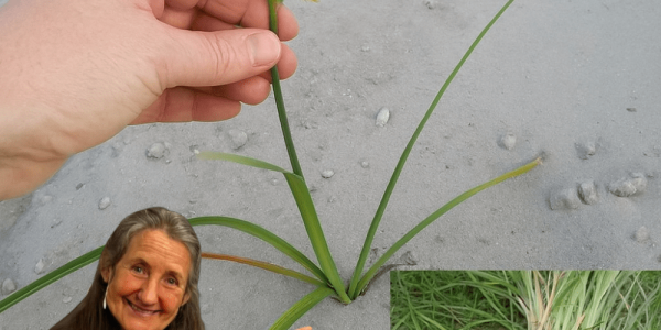 🌿 Yellow Nutsedge Uncovered: The Hidden Treasure in Your Backyard 🌿 Yellow Nutsedge Uncovered: The Hidden Treasure in Your Backyard