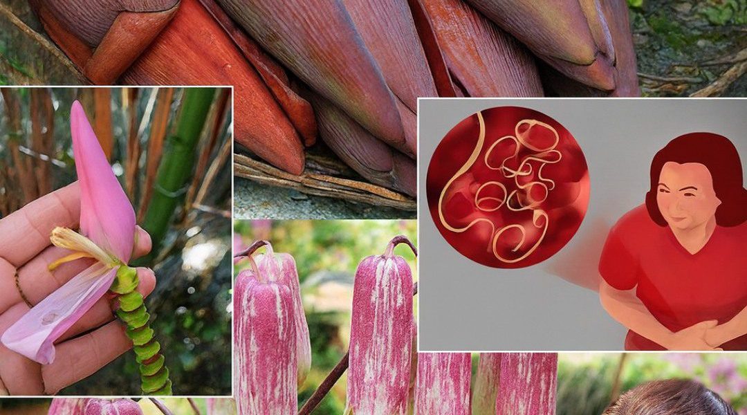 đ¸ Unlocking the Hidden Power of Banana Blossoms: 7 Life-Changing Health Benefits You Need to Know đ¸ Unlocking the Hidden Power of Banana Blossoms: 7 Life-Changing Health Benefits You Need to Know