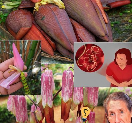 🌸 Unlocking the Hidden Power of Banana Blossoms: 7 Life-Changing Health Benefits You Need to Know 🌸 Unlocking the Hidden Power of Banana Blossoms: 7 Life-Changing Health Benefits You Need to Know