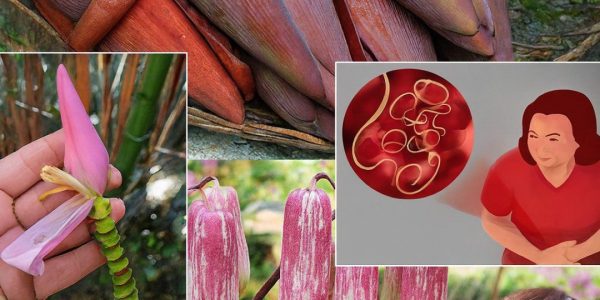 🌸 Unlocking the Hidden Power of Banana Blossoms: 7 Life-Changing Health Benefits You Need to Know 🌸 Unlocking the Hidden Power of Banana Blossoms: 7 Life-Changing Health Benefits You Need to Know