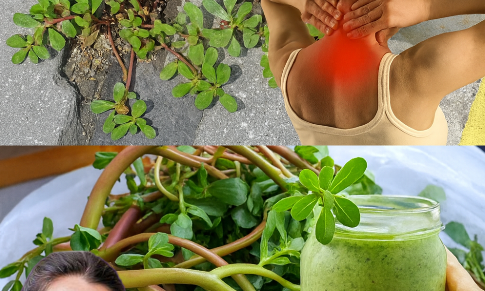 š± Discover the Hidden Power of Purslane: 10 Life-Changing Benefits You Need to Know š± Discover the Hidden Power of Purslane: 10 Life-Changing Benefits You Need to Know