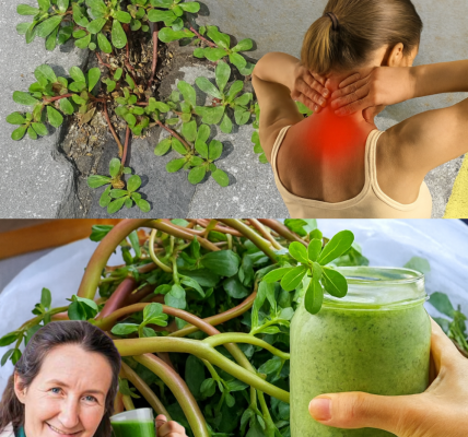 🌱 Discover the Hidden Power of Purslane: 10 Life-Changing Benefits You Need to Know 🌱 Discover the Hidden Power of Purslane: 10 Life-Changing Benefits You Need to Know