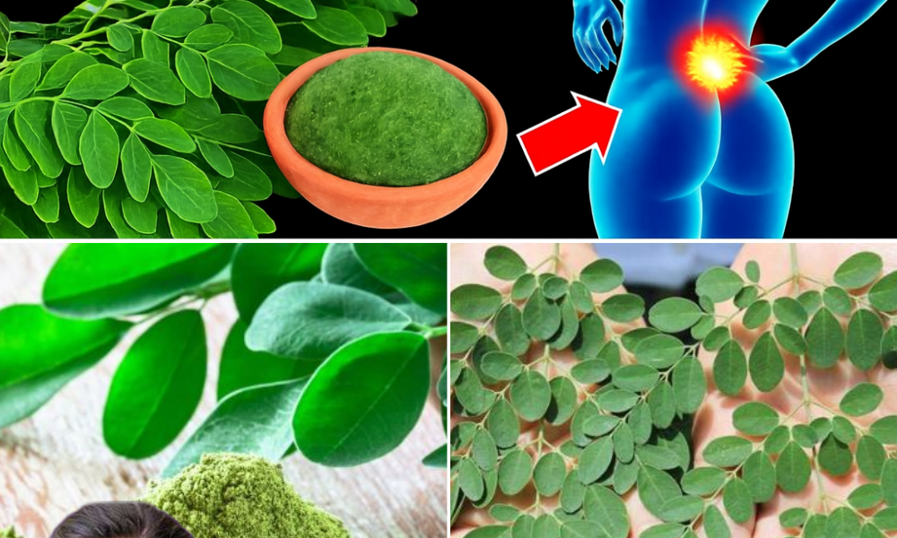 🌿 Unlock the Power of Moringa Leaves: 18 Life-Changing Benefits You Need to Know 🌿 Unlock the Power of Moringa Leaves: 18 Life-Changing Benefits You Need to Know