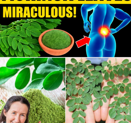 🌿 Unlock the Power of Moringa Leaves: 18 Life-Changing Benefits You Need to Know 🌿 Unlock the Power of Moringa Leaves: 18 Life-Changing Benefits You Need to Know