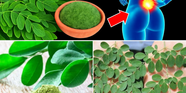 🌿 Unlock the Power of Moringa Leaves: 18 Life-Changing Benefits You Need to Know