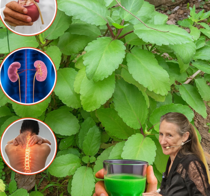 🌿 Miracle Leaf Unveiled: Discover the Life-Changing Benefits of Kalanchoe Pinnata 🌿 Miracle Leaf Unveiled: Discover the Life-Changing Benefits of Kalanchoe Pinnata