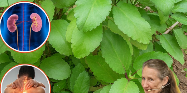 🌿 Miracle Leaf Unveiled: Discover the Life-Changing Benefits of Kalanchoe Pinnata 🌿 Miracle Leaf Unveiled: Discover the Life-Changing Benefits of Kalanchoe Pinnata