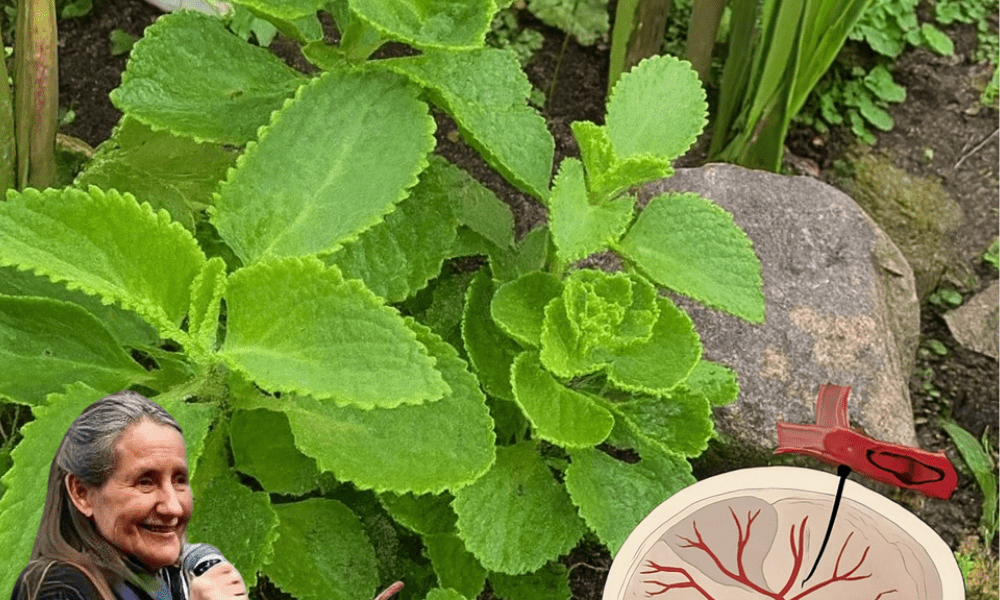 🌿 Can Cuban Oregano (Orégano Orejón) Transform Your Vision? The Hidden Eye Health Secret You Need to Know 🌿 Can Cuban Oregano (Orégano Orejón) Transform Your Vision? The Hidden Eye Health Secret You Need to Know