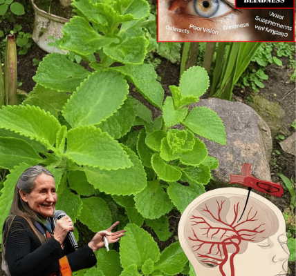 🌿 Can Cuban Oregano (Orégano Orejón) Transform Your Vision? The Hidden Eye Health Secret You Need to Know 🌿 Can Cuban Oregano (Orégano Orejón) Transform Your Vision? The Hidden Eye Health Secret You Need to Know