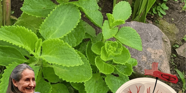 🌿 Can Cuban Oregano (Orégano Orejón) Transform Your Vision? The Hidden Eye Health Secret You Need to Know