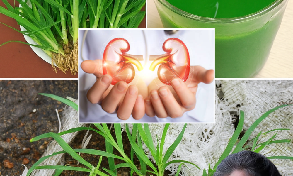 🌿 Uncover the Hidden Power of Goosegrass: Nature’s Overlooked Super Herb 🌿 Uncover the Hidden Power of Goosegrass: Nature’s Overlooked Super Herb