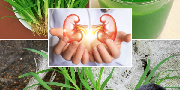 🌿 Uncover the Hidden Power of Goosegrass: Nature’s Overlooked Super Herb 🌿 Uncover the Hidden Power of Goosegrass: Nature’s Overlooked Super Herb