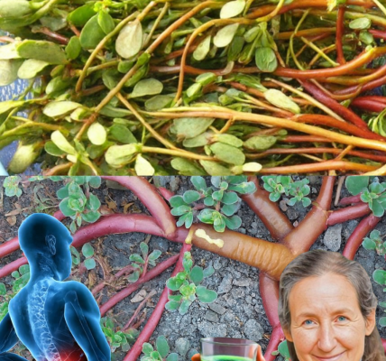 🌱 This “Weed” Beats Meat! 7 Irresistible Reasons to Grow Purslane in Your Garden 🌱 This “Weed” Beats Meat! 7 Irresistible Reasons to Grow Purslane in Your Garden