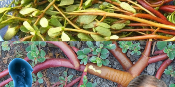 🌱 This “Weed” Beats Meat! 7 Irresistible Reasons to Grow Purslane in Your Garden 🌱 This “Weed” Beats Meat! 7 Irresistible Reasons to Grow Purslane in Your Garden