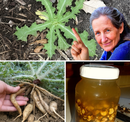🌿 Unlock the Hidden Power of Bull Thistle Root: 12 Life-Changing Benefits You Need to Know 🌿 Unlock the Hidden Power of Bull Thistle Root: 12 Life-Changing Benefits You Need to Know