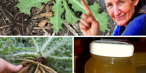 🌿 Unlock the Hidden Power of Bull Thistle Root: 12 Life-Changing Benefits You Need to Know 🌿 Unlock the Hidden Power of Bull Thistle Root: 12 Life-Changing Benefits You Need to Know