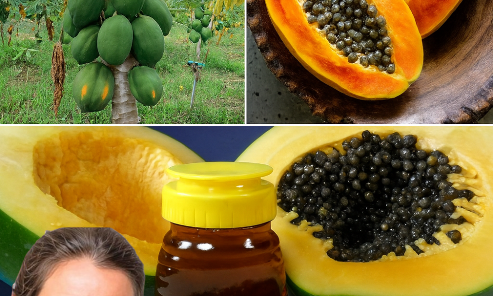 🥭 Don’t Toss the Treasure: Why Papaya Seeds Are the Ultimate Superfood You’re Missing 🥭 Don’t Toss the Treasure: Why Papaya Seeds Are the Ultimate Superfood You’re Missing