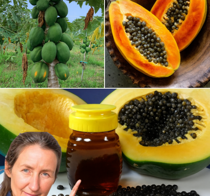 🥭 Don’t Toss the Treasure: Why Papaya Seeds Are the Ultimate Superfood You’re Missing 🥭 Don’t Toss the Treasure: Why Papaya Seeds Are the Ultimate Superfood You’re Missing