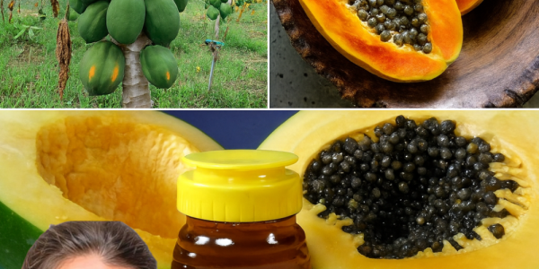 🥭 Don’t Toss the Treasure: Why Papaya Seeds Are the Ultimate Superfood You’re Missing 🥭 Don’t Toss the Treasure: Why Papaya Seeds Are the Ultimate Superfood You’re Missing