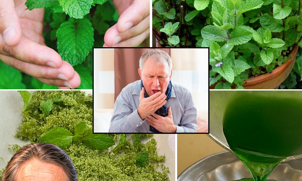 Mint Magic: Transform Your Health and Home with This Cooling Superherb Mint Magic: Transform Your Health and Home with This Cooling Superherb