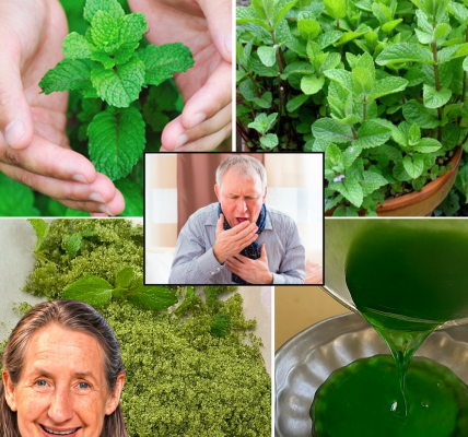 Mint Magic: Transform Your Health and Home with This Cooling Superherb Mint Magic: Transform Your Health and Home with This Cooling Superherb