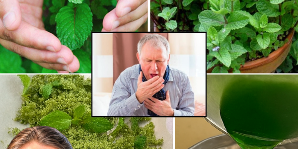 Mint Magic: Transform Your Health and Home with This Cooling Superherb Mint Magic: Transform Your Health and Home with This Cooling Superherb