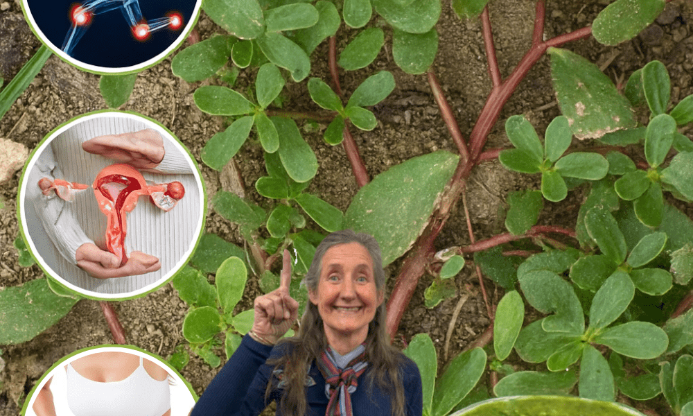 šæ Purslane Unveiled: The Astonishing Superweed Packed with 25 Health Secrets šæ Purslane Unveiled: The Astonishing Superweed Packed with 25 Health Secrets