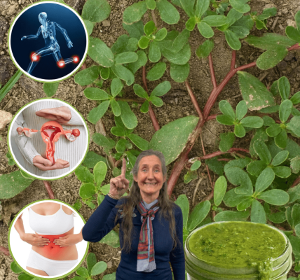 🌿 Purslane Unveiled: The Astonishing Superweed Packed with 25 Health Secrets 🌿 Purslane Unveiled: The Astonishing Superweed Packed with 25 Health Secrets