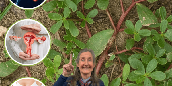 🌿 Purslane Unveiled: The Astonishing Superweed Packed with 25 Health Secrets