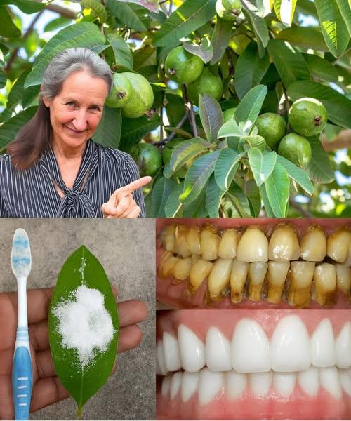 Your Natural Solution for a Radiant Smile Your Natural Solution for a Radiant Smile