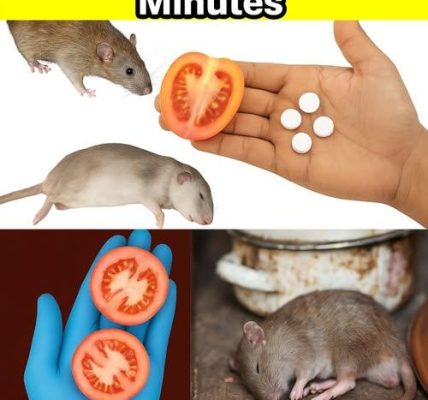 10 Brilliant Natural Remedies to Reclaim Your Home 10 Brilliant Natural Remedies to Reclaim Your Home