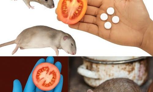 10 Brilliant Natural Remedies to Reclaim Your Home 10 Brilliant Natural Remedies to Reclaim Your Home