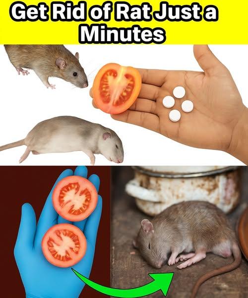 10 Brilliant Natural Remedies to Reclaim Your Home 10 Brilliant Natural Remedies to Reclaim Your Home