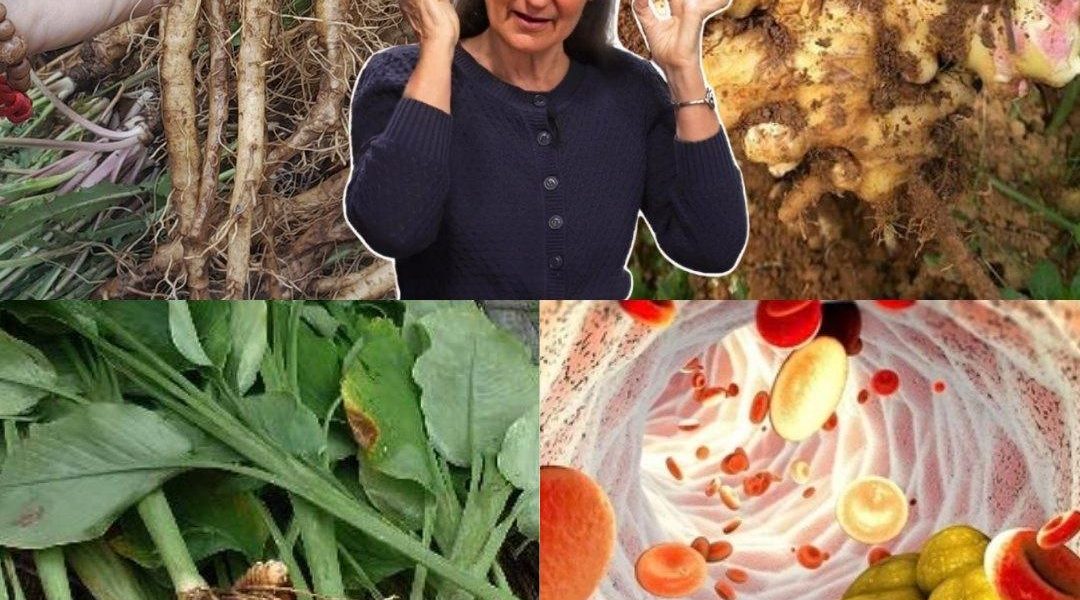 🌱 The Hidden Power of 5 Roots to Fight Diabetes, Cancer, and More – No Pills Needed 🌱 The Hidden Power of 5 Roots to Fight Diabetes, Cancer, and More – No Pills Needed