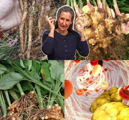 🌱 The Hidden Power of 5 Roots to Fight Diabetes, Cancer, and More – No Pills Needed 🌱 The Hidden Power of 5 Roots to Fight Diabetes, Cancer, and More – No Pills Needed