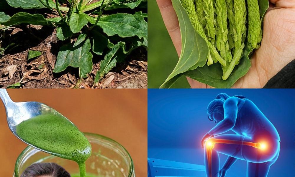 Unlock Plantain’s Hidden Wellness Powers 🌿 Unlock Plantain’s Hidden Wellness Powers 🌿