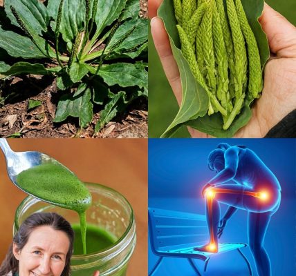 Unlock Plantain’s Hidden Wellness Powers 🌿