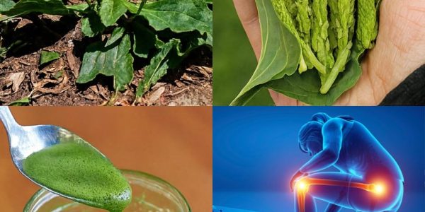 Unlock Plantain’s Hidden Wellness Powers 🌿