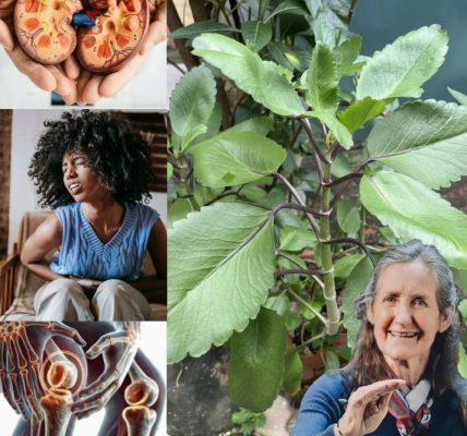 Unlock the Healing Power of Bryophyllum Calycinum Unlock the Healing Power of Bryophyllum Calycinum