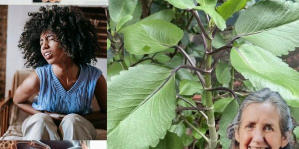 Unlock the Healing Power of Bryophyllum Calycinum Unlock the Healing Power of Bryophyllum Calycinum