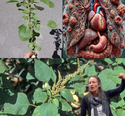 Why Bledo Blanco The Forgotten Superfood Should Be in Your Modern Diet Why Bledo Blanco The Forgotten Superfood Should Be in Your Modern Diet