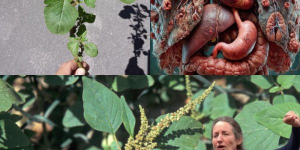 Why Bledo Blanco The Forgotten Superfood Should Be in Your Modern Diet Why Bledo Blanco The Forgotten Superfood Should Be in Your Modern Diet