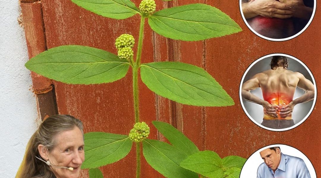 30 Astonishing Benefits of Euphorbia Hirta That Could Transform Your Health 30 Astonishing Benefits of Euphorbia Hirta That Could Transform Your Health