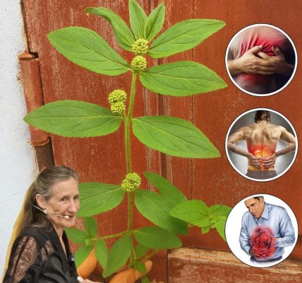 30 Astonishing Benefits of Euphorbia Hirta That Could Transform Your Health 30 Astonishing Benefits of Euphorbia Hirta That Could Transform Your Health