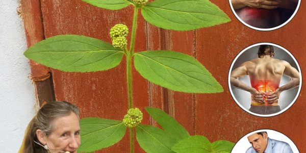 30 Astonishing Benefits of Euphorbia Hirta That Could Transform Your Health 30 Astonishing Benefits of Euphorbia Hirta That Could Transform Your Health