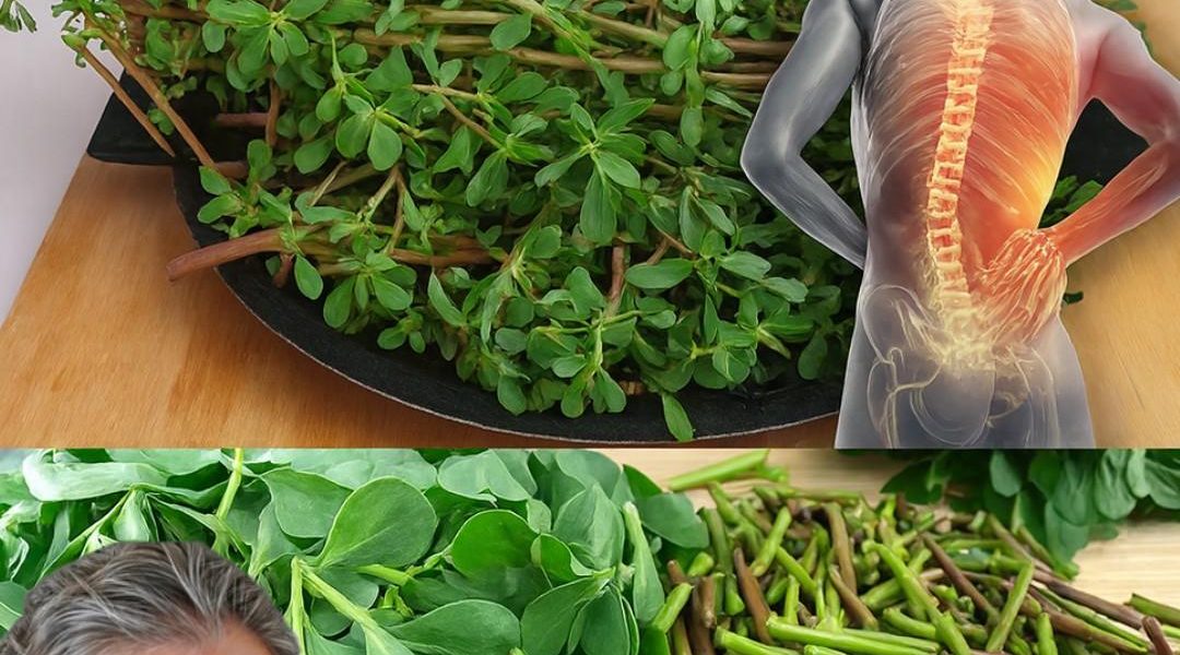 8 Irresistible Reasons to Embrace Purslane 8 Irresistible Reasons to Embrace Purslane