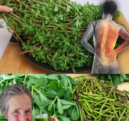 8 Irresistible Reasons to Embrace Purslane 8 Irresistible Reasons to Embrace Purslane