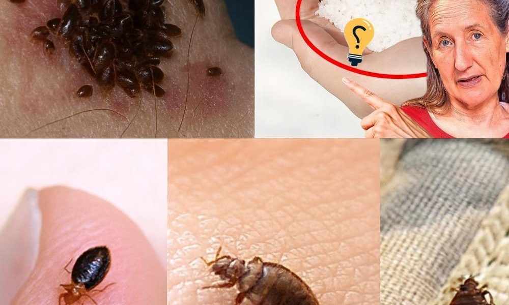 🐞 Vanish Garden Pests in Minutes with This Natural Secret Weapon! 🐞 Vanish Garden Pests in Minutes with This Natural Secret Weapon!