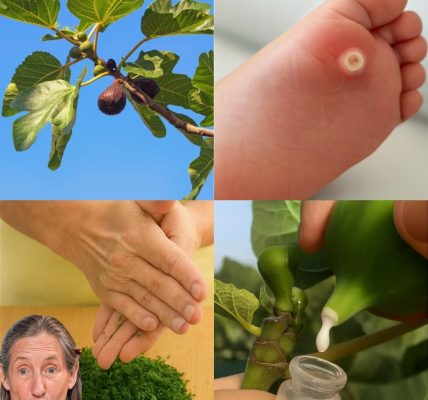 Your Secret to Vibrant Health Your Secret to Vibrant Health