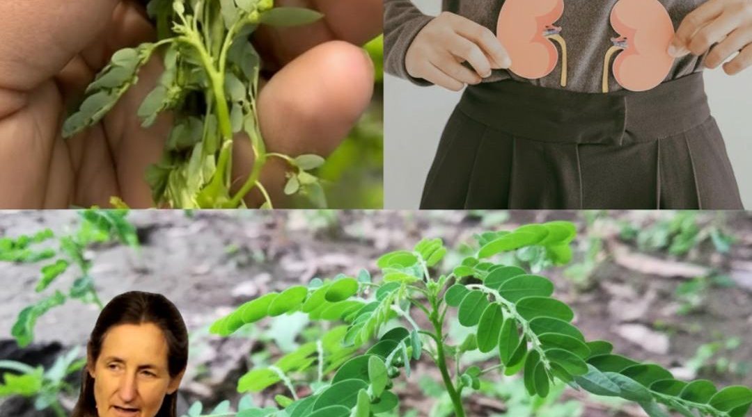 Could This Ancient Herb Shatter Your Silent Health Struggles Overnight? Could This Ancient Herb Shatter Your Silent Health Struggles Overnight?